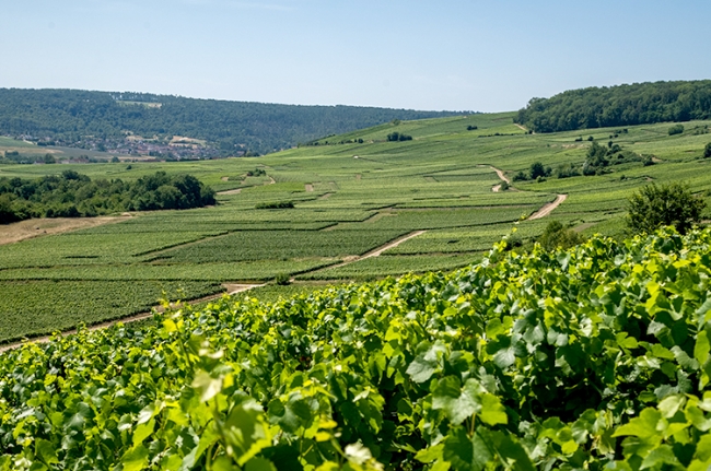 Champagne COUVENT-LEMERY -  Champagne COUVENT-LEMERY -