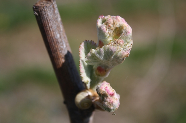 Champagne COUVENT-LEMERY - 