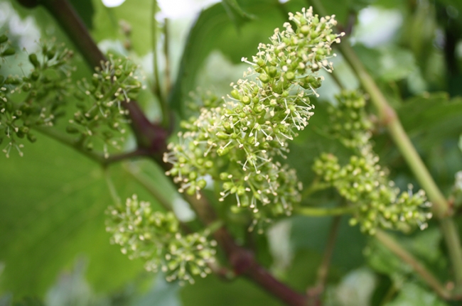 Champagne COUVENT-LEMERY - 