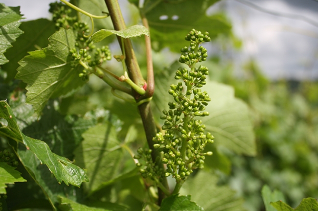 Champagne COUVENT-LEMERY - 