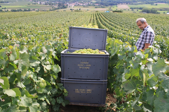 Champagne COUVENT-LEMERY - 