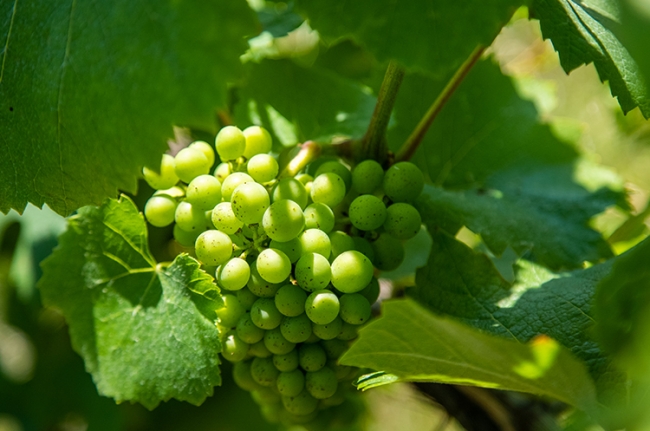 Champagne COUVENT-LEMERY - 