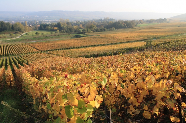 Champagne COUVENT-LEMERY - 