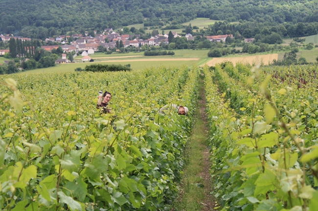 Champagne COUVENT-LEMERY - 