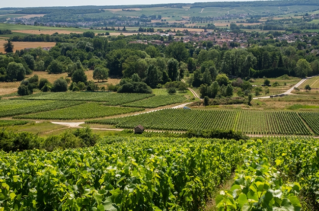 Champagne COUVENT-LEMERY - 