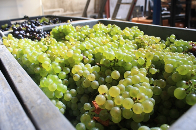 Champagne COUVENT-LEMERY -  Champagne COUVENT-LEMERY -