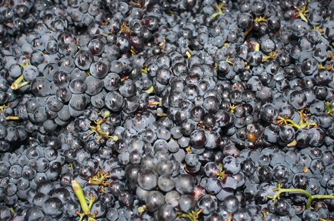 Champagne COUVENT-LEMERY -  Champagne COUVENT-LEMERY -